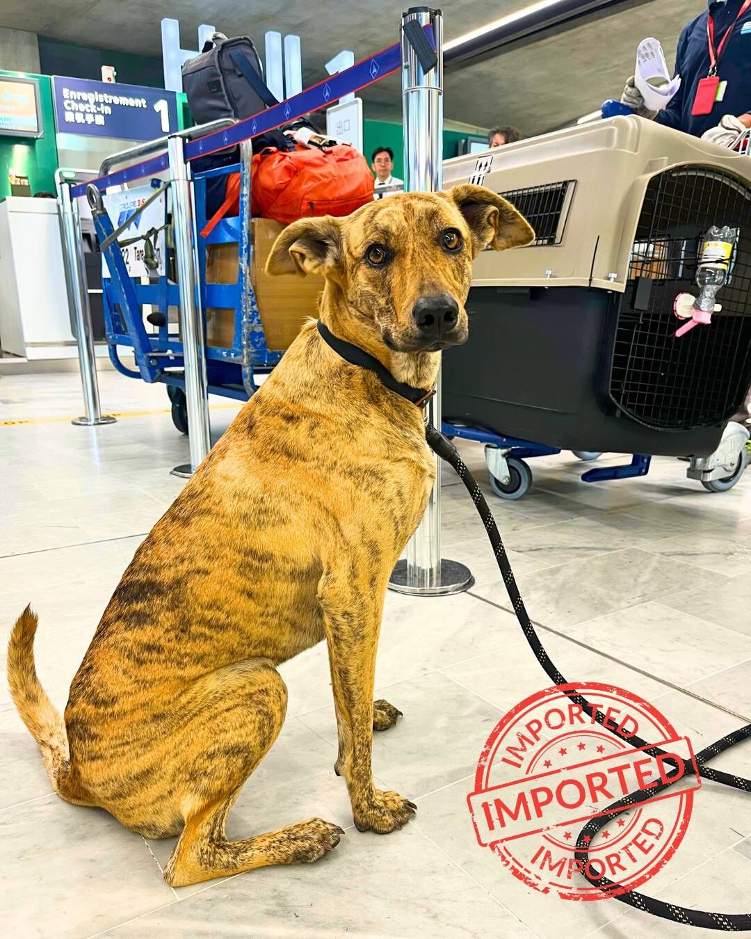 Dog at the airport next to its travel crate on a luggage trolley