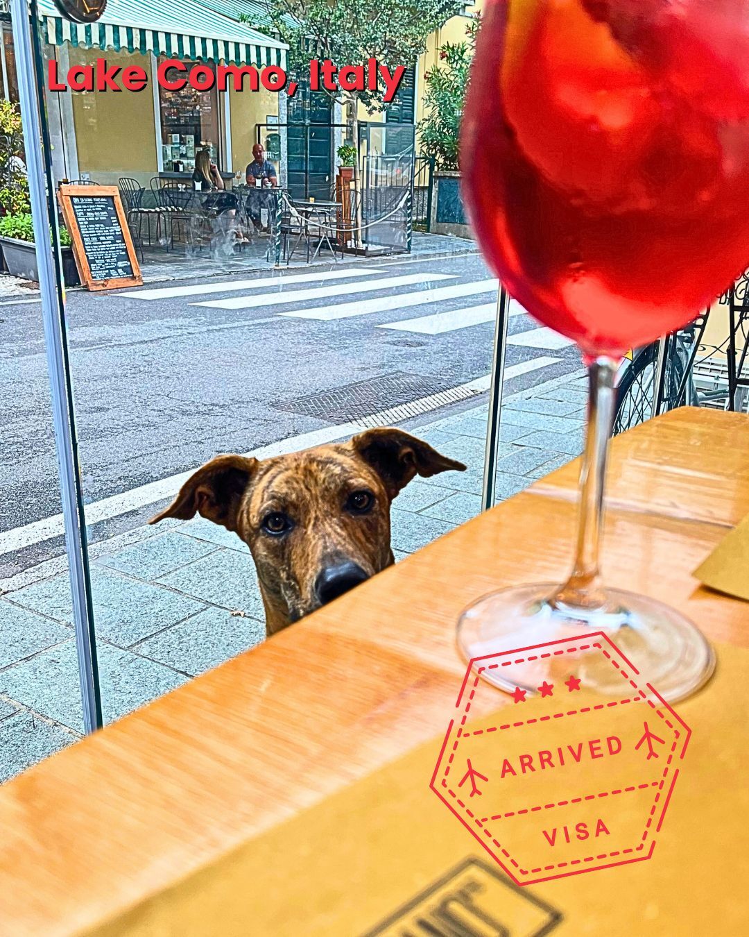 Dog at a café table by Lake Como