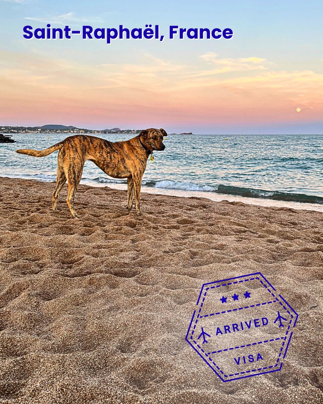 Dog on the beach at Saint-Raphaël at sunset