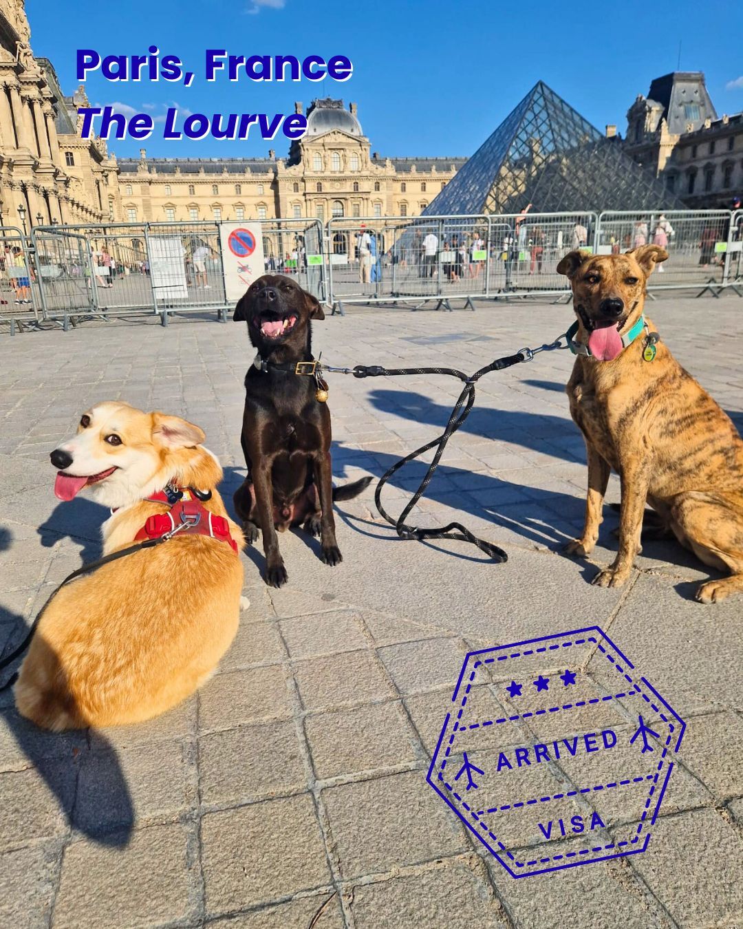 Three dogs in front of the Louvre pyramid in Paris