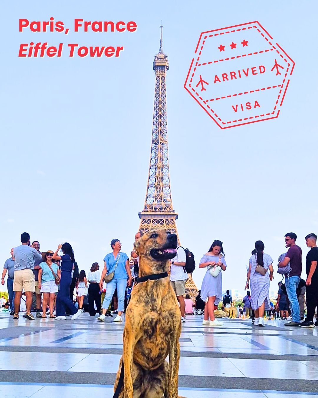 Dog sitting in front of the Eiffel Tower in Paris