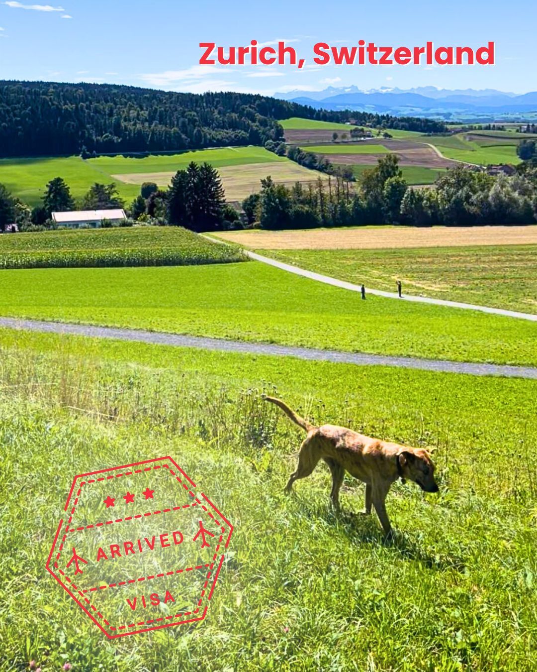 Dog in a meadow near Zurich, Switzerland