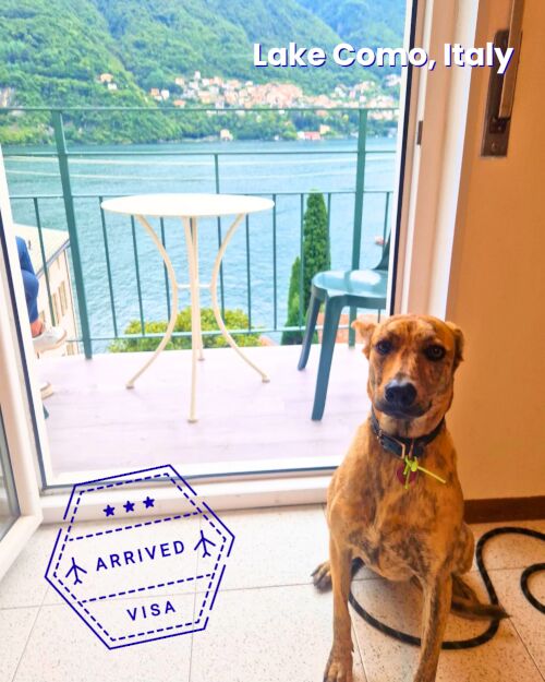 Dog on a balcony above Lake Como, Italy